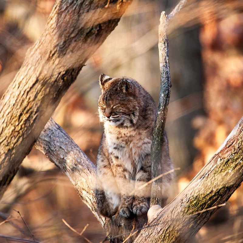 Missouri - Bobcat