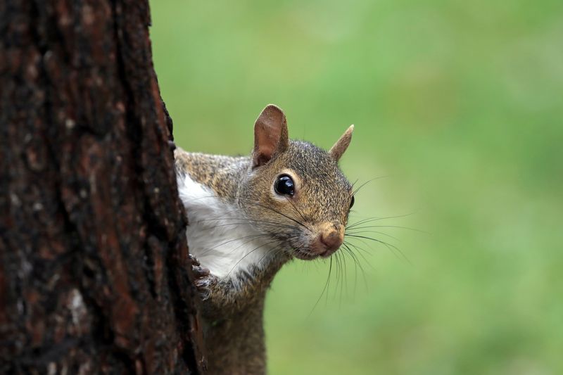 Missouri - Eastern Gray Squirrel