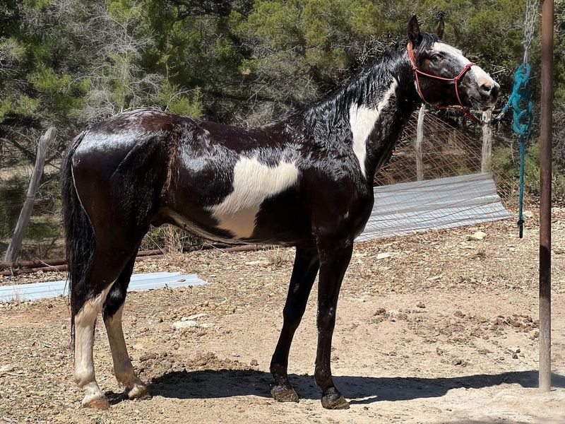 Missouri Fox Trotter