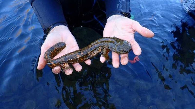 Missouri Ozark Hellbender