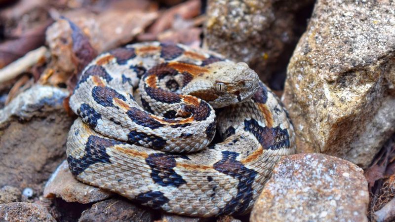 Missouri - Timber Rattlesnake