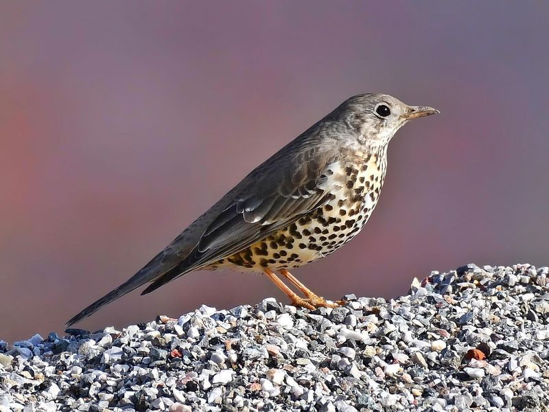 Mistle Thrush