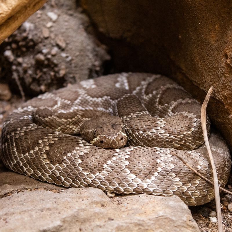 Mojave Rattlesnake