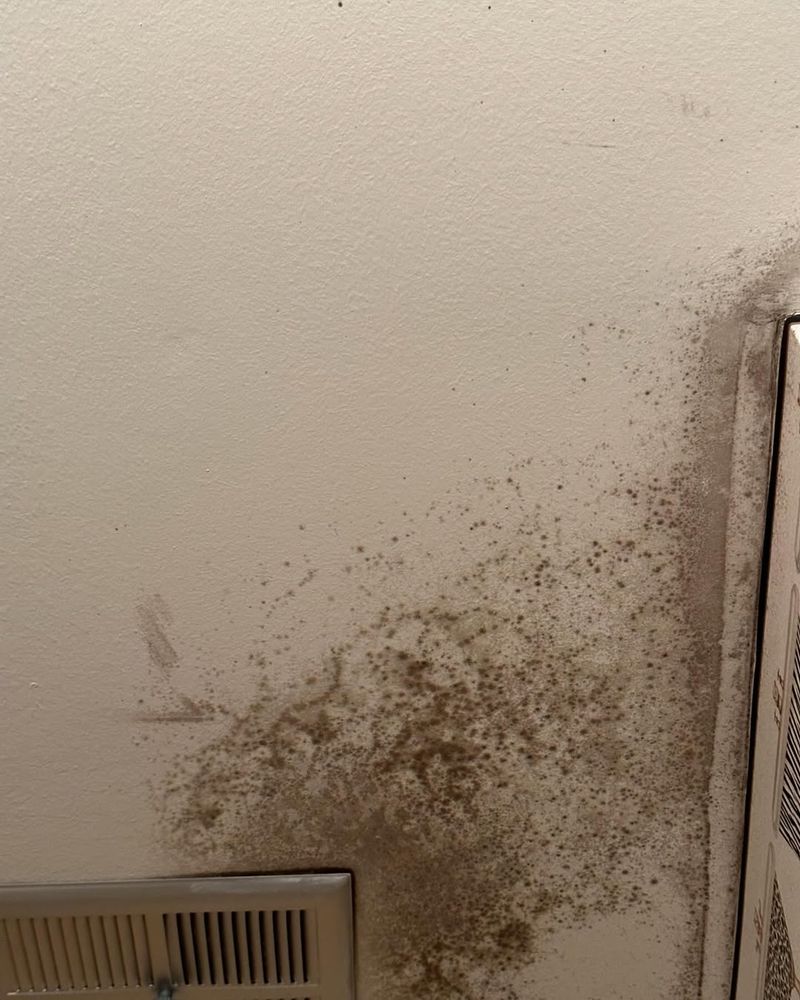 Mold Allergies