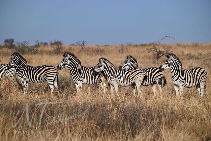 Zebra – Stripes For Camouflage