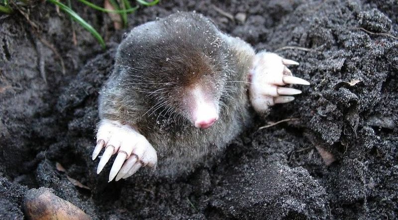 Moles