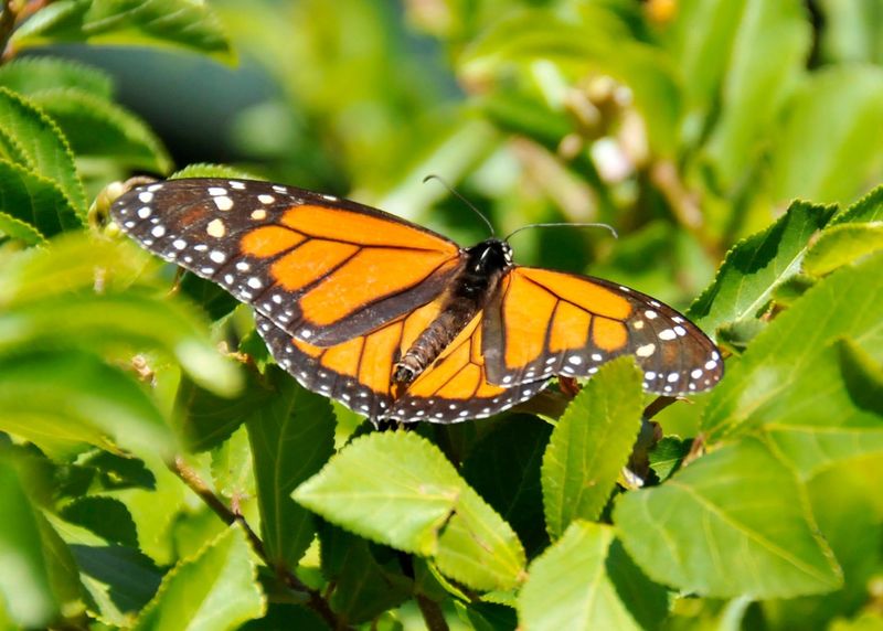 Monarch Butterfly (Illinois)