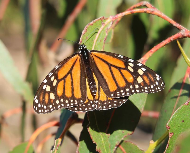 Monarch Butterfly