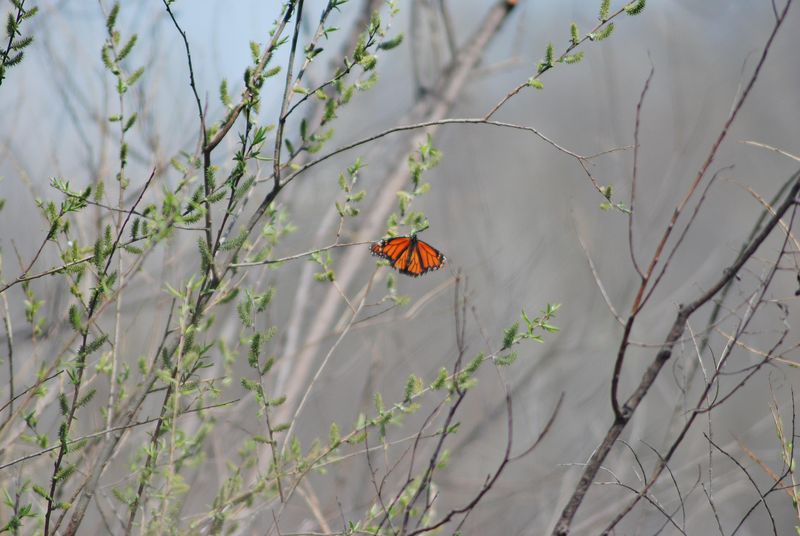 Monarch - Minnesota