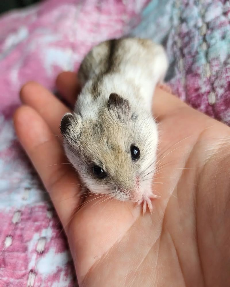 Mongolian Hamster