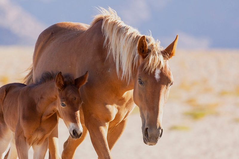 Namib Desert Horse