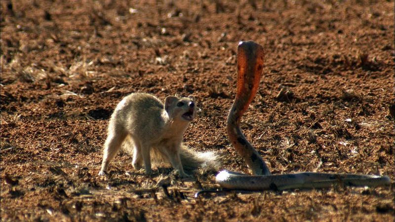 Mongoose – The Snake Slayer