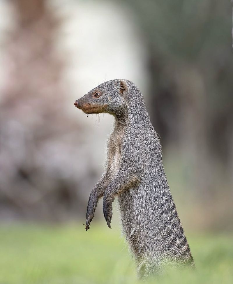 Mongoose