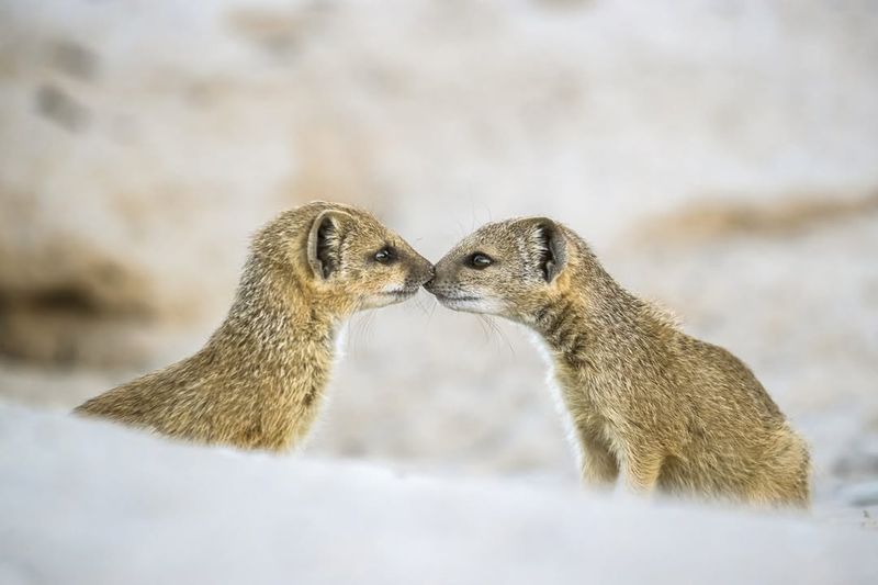 Mongoose Adaptations