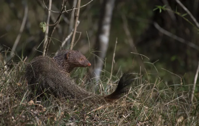 Mongoose Communication