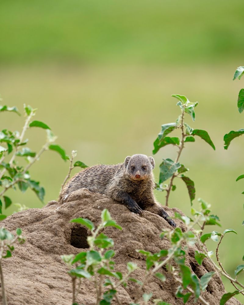 Mongoose Conservation Status