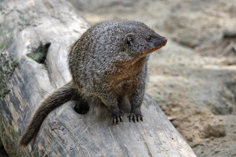 Mongoose Cultural Significance