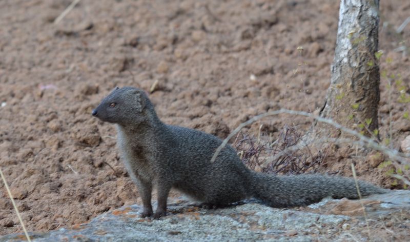 Mongoose Habitat and Distribution