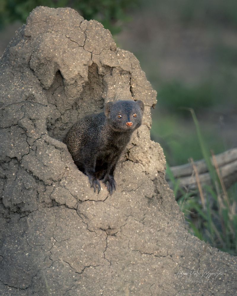 Mongoose Intelligence