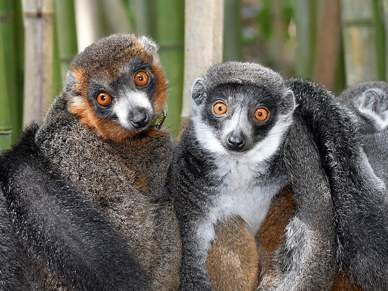 Mongoose Lemur