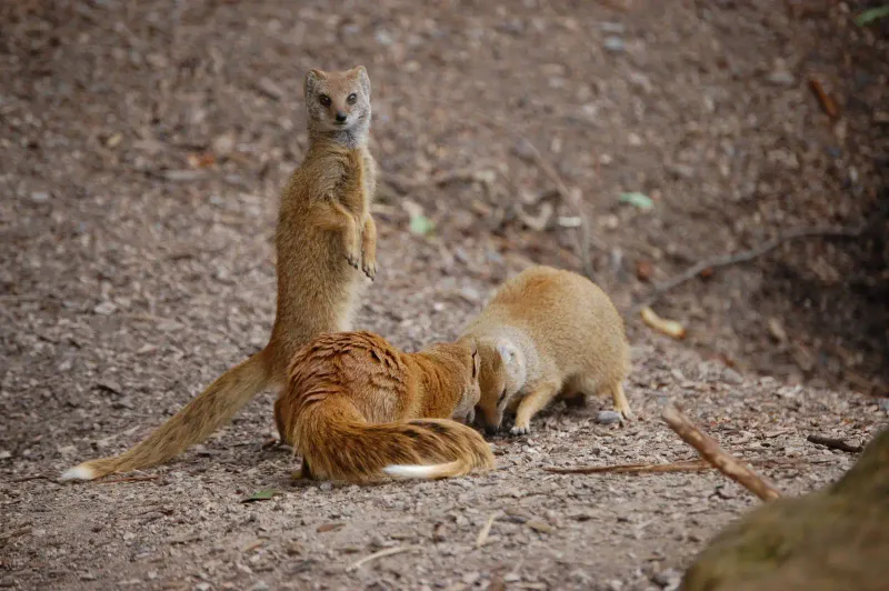 Mongoose Lifespan and Reproduction