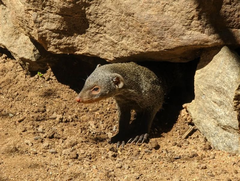 Mongoose Social Structures