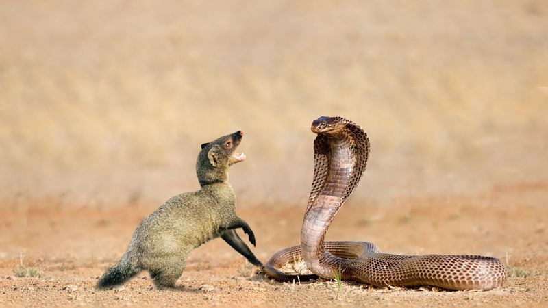 Mongoose Versus Snakes