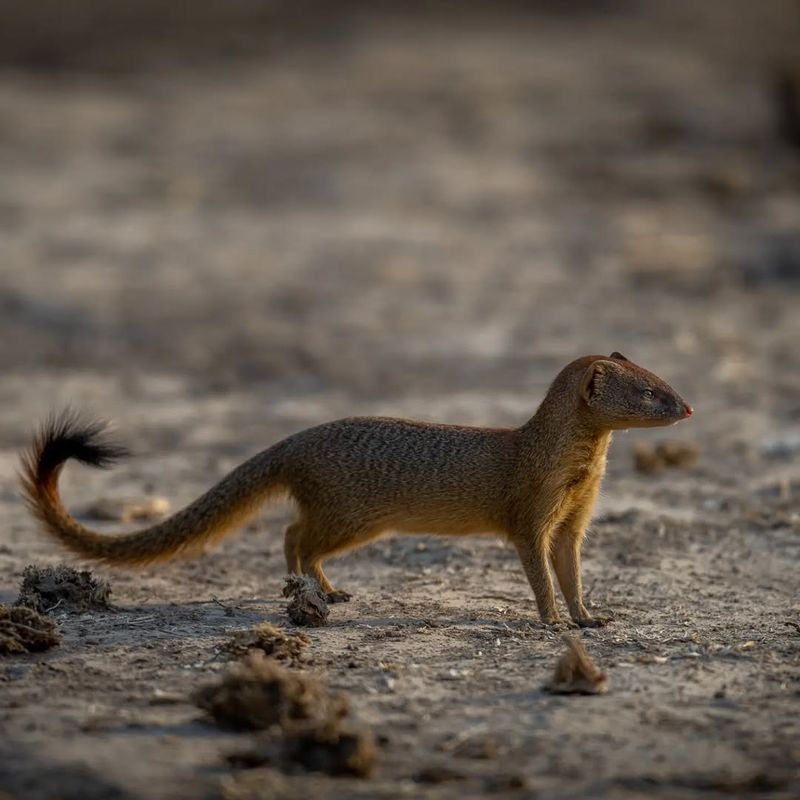 Mongoose