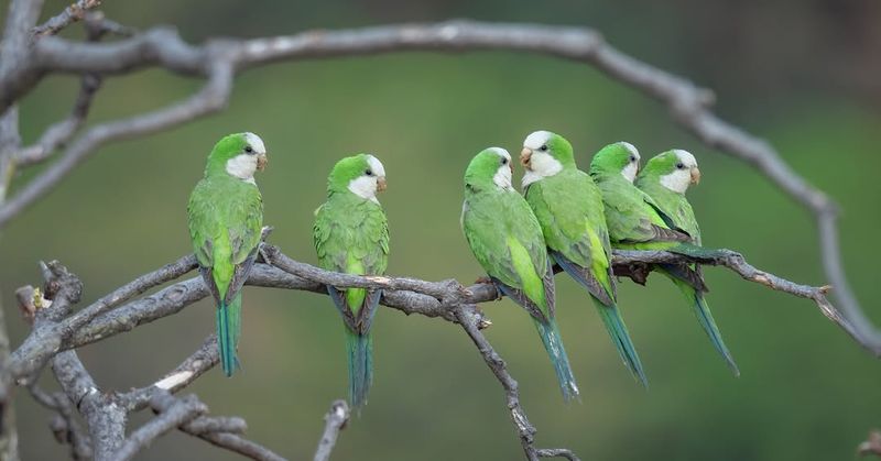 Monk Parakeets