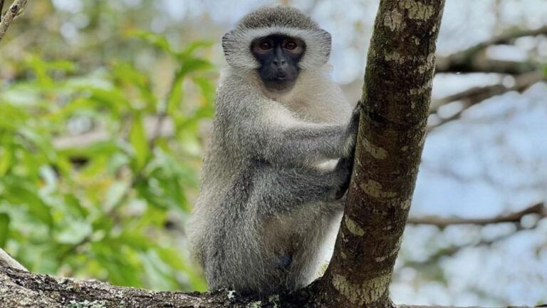 Monkey Lifespans Might Surprise You More Than You Think