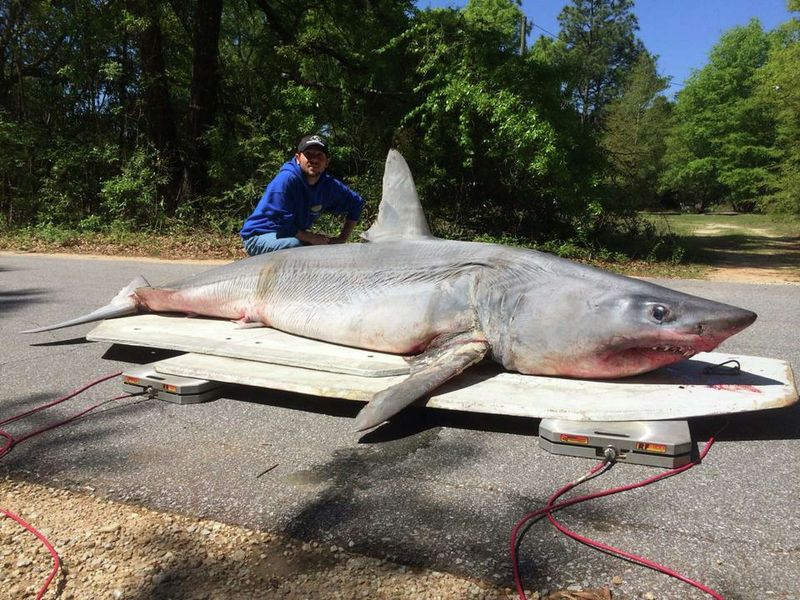 Monster Mako Shark Madness