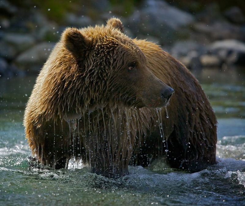 Montana's Grizzly Titan