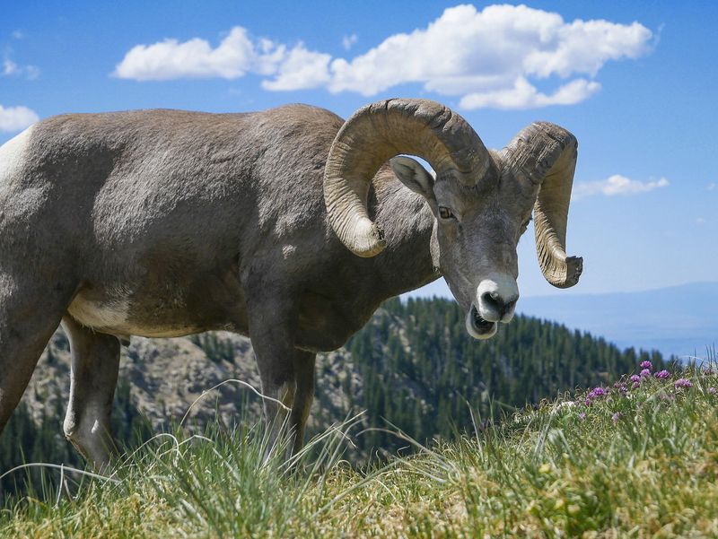 Montana's Bighorn Sheep