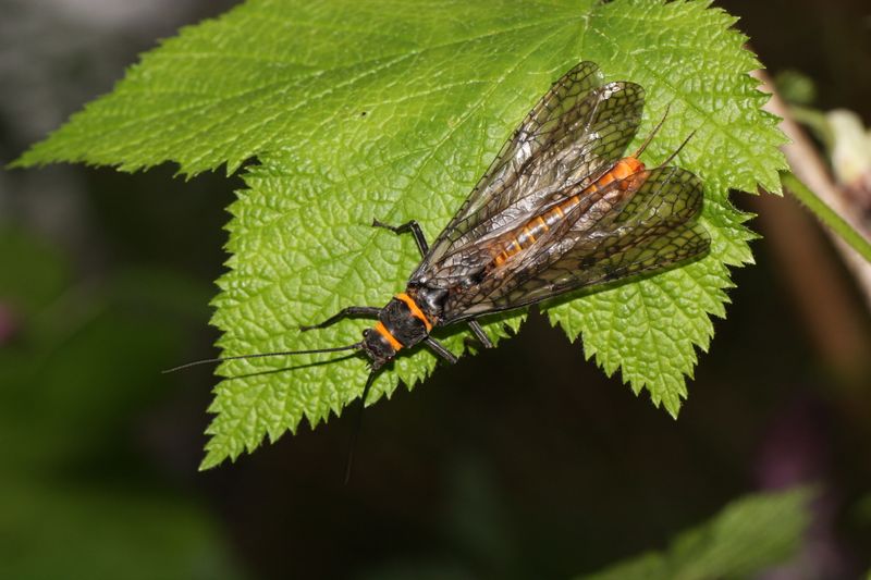 Montana's Giant Salmonfly