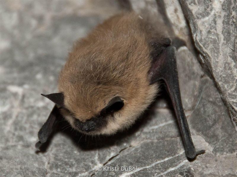 Montana's Rocky Mountain Bats