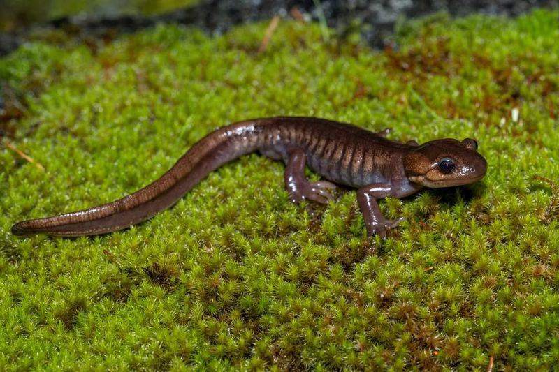 Montana's Mountain Marvel: Rocky Mountain Tailed Frog