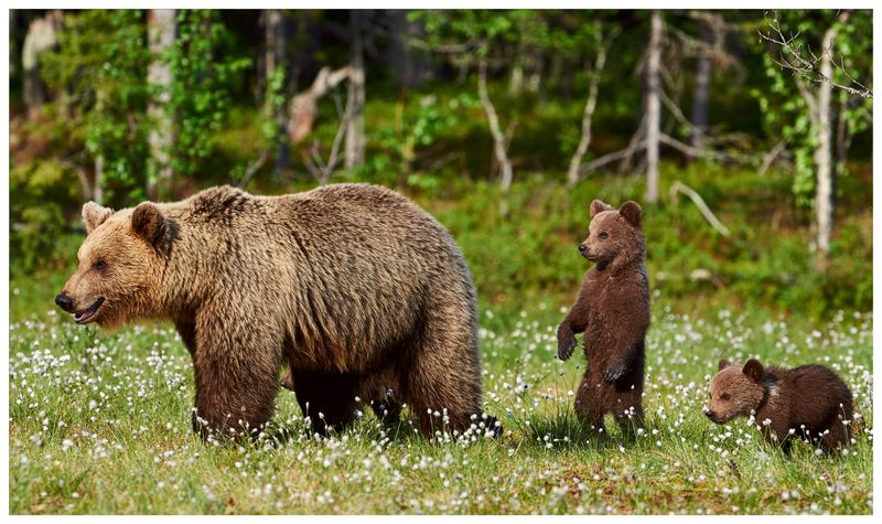 Montana Bear