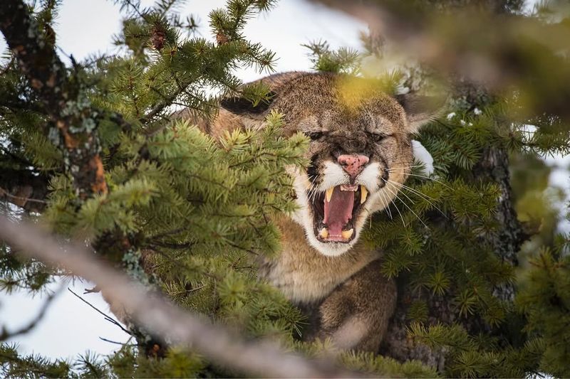 Montana - Cougar