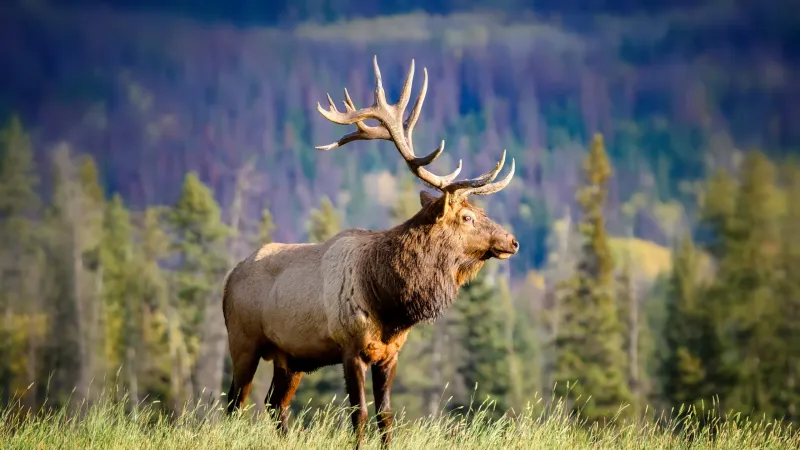 Montana - Elk