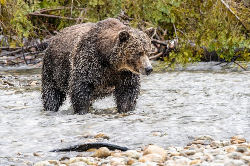 Montana - Grizzly Bears