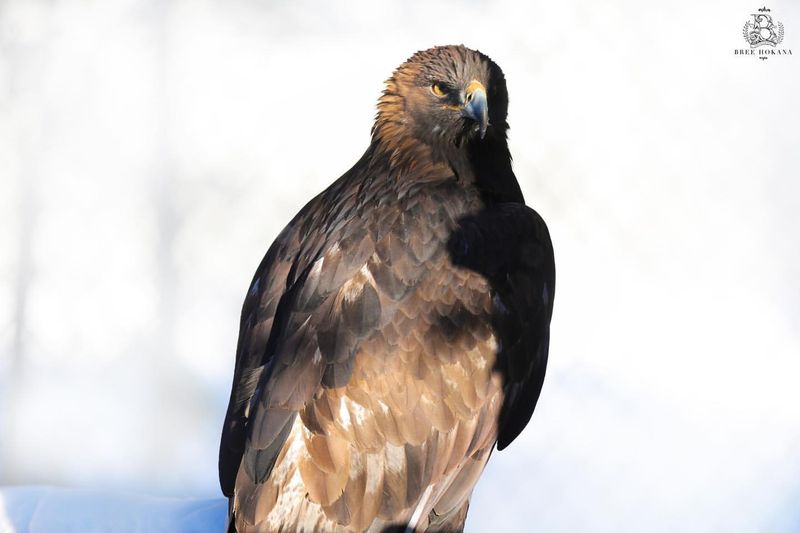 Montana Plains Eagle