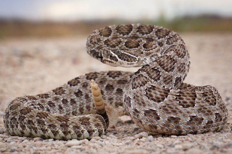 Montana - Prairie Rattlesnake