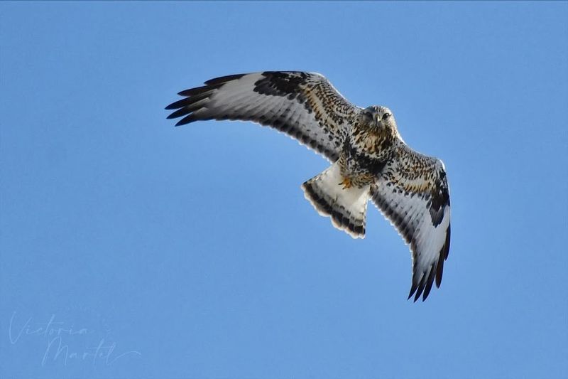 Montana: The Big Sky Swooper