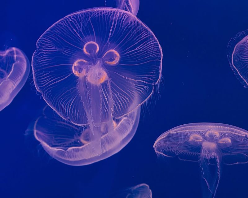 Moon Jellyfish