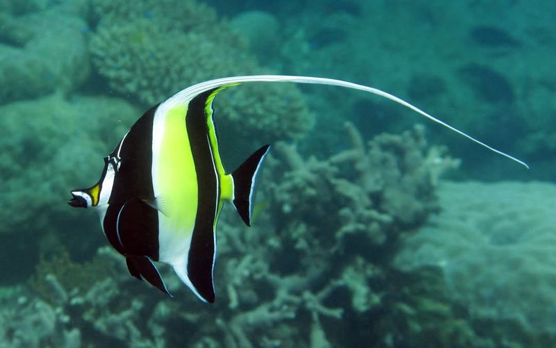 Moorish Idol