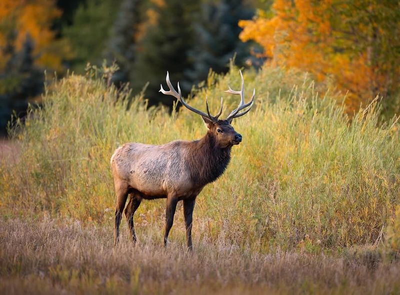 Elk