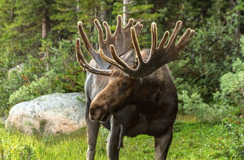 Moose