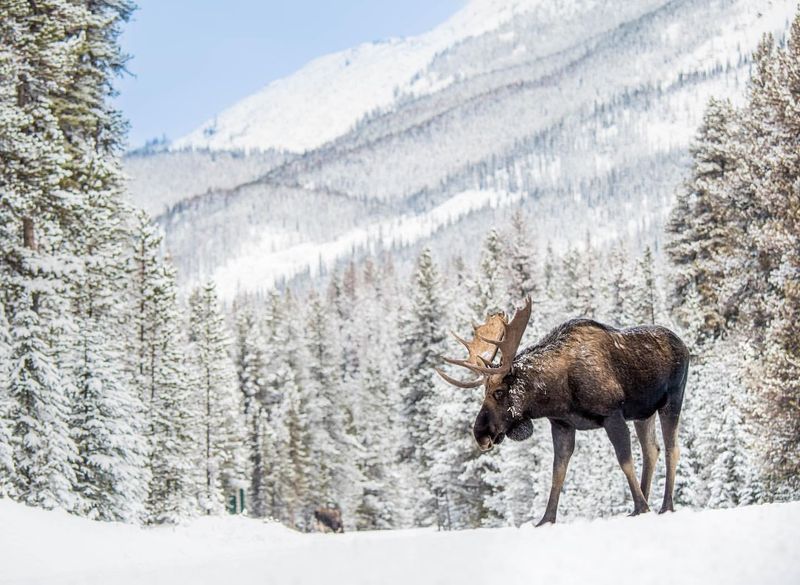 Moose Adaptations to Cold Weather