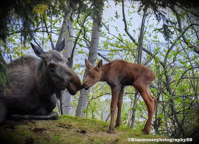 Moose Calves and Motherhood