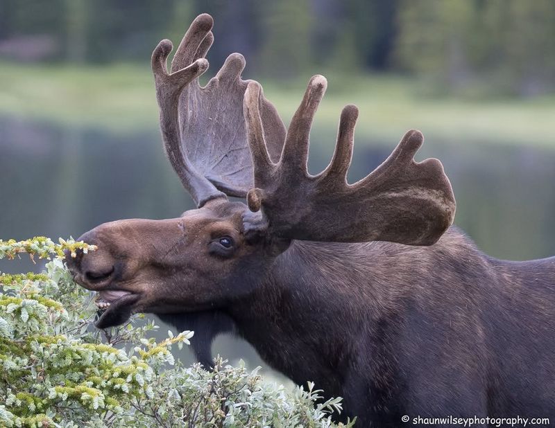 Moose Diet and Eating Habits